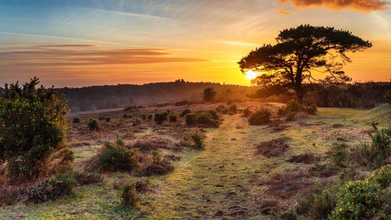 New Forest National Park