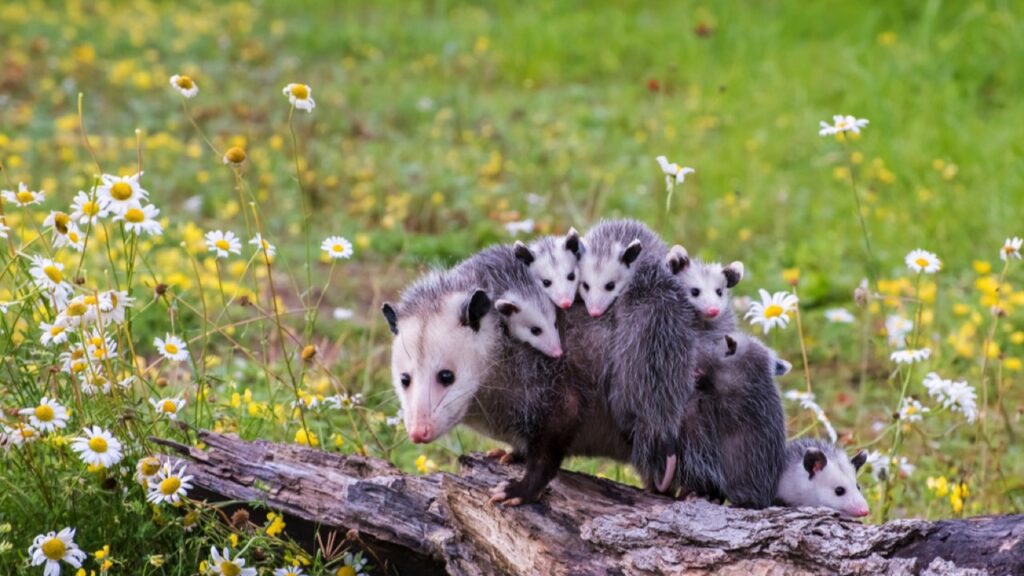 Opossum