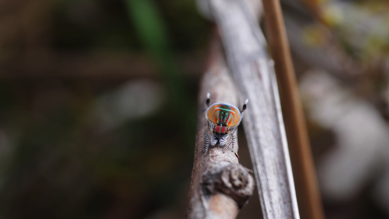 peacock spiders 