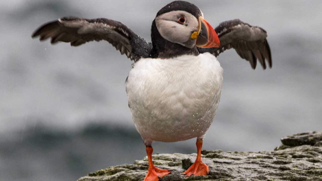 Puffins