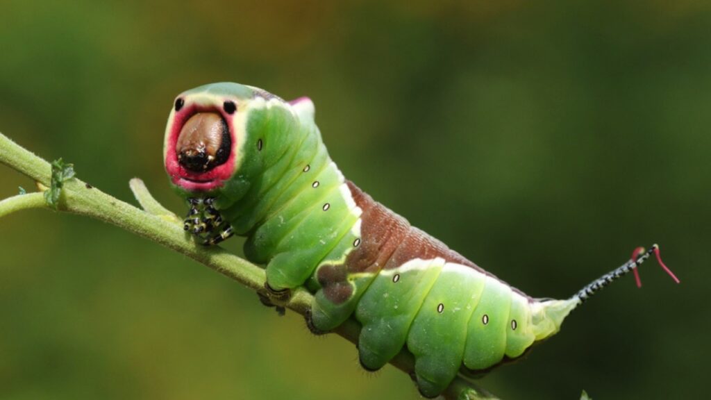 Puss Moth Caterpillar on twig