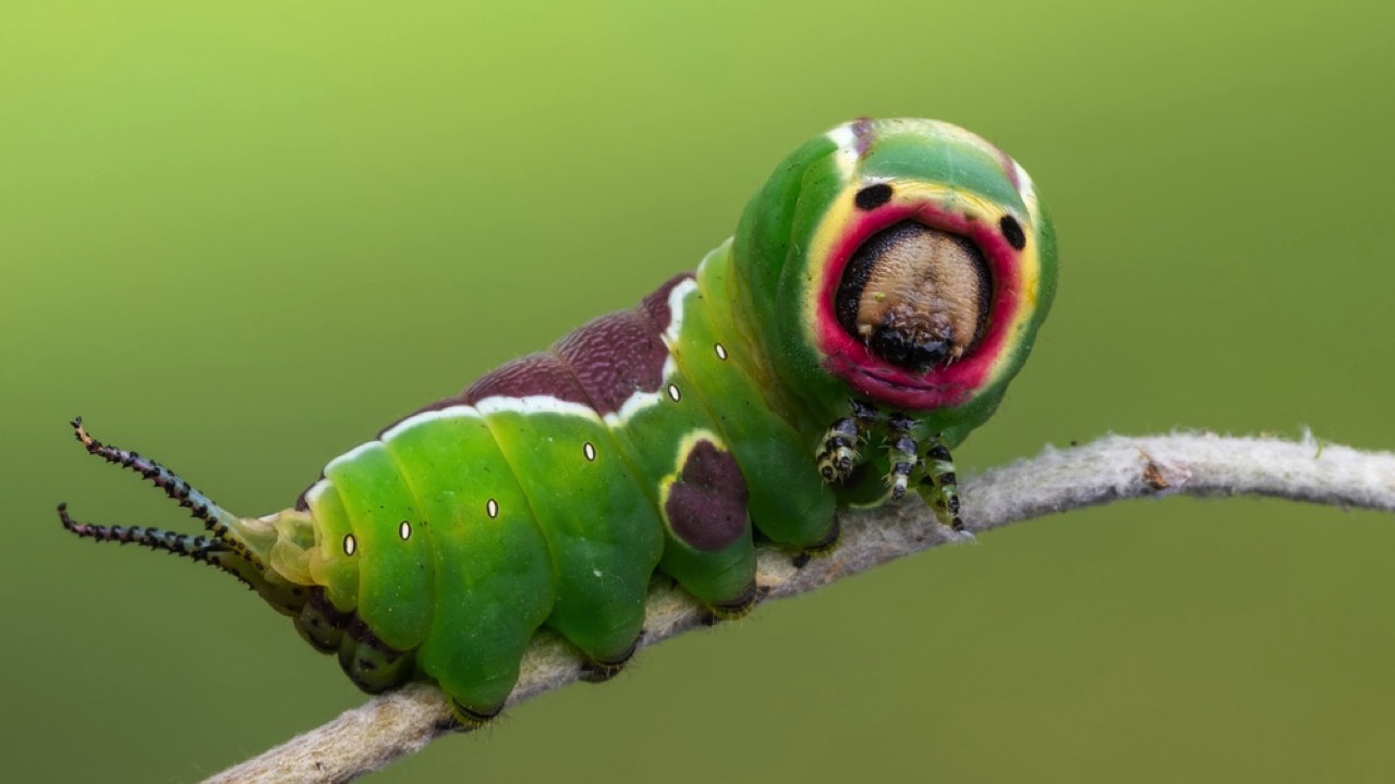 Puss Moth Caterpillar