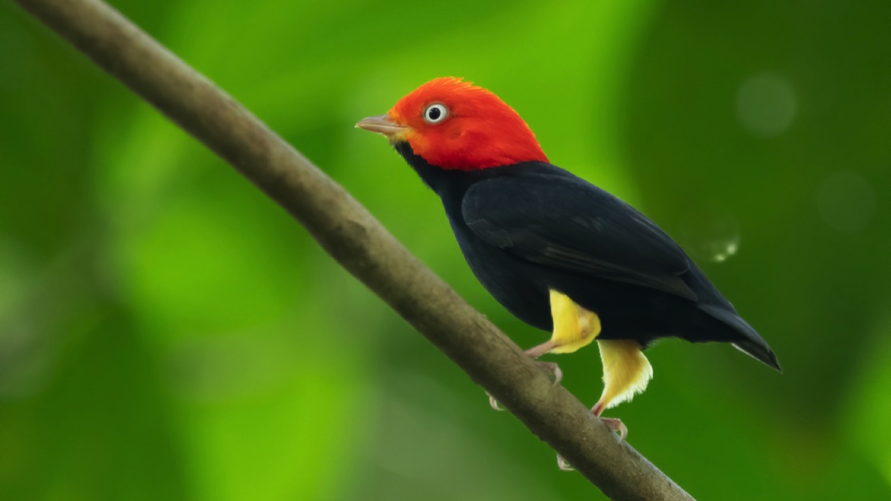 red-capped manakin