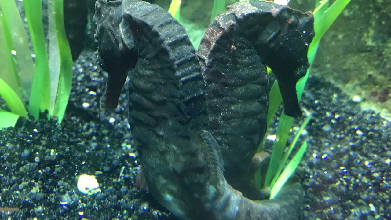 Seahorses