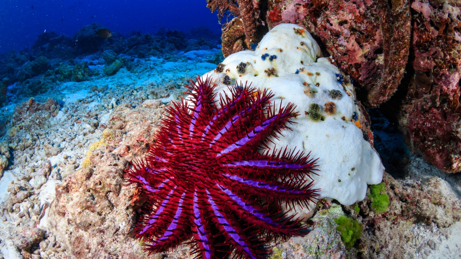 A Crown of Thorns Starfish feeds on a bleached, dead hard coral on a tropical reef.