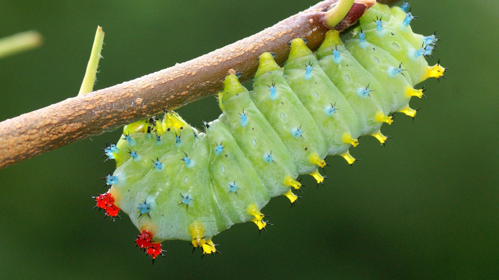 Giant Silkworm Caterpillar