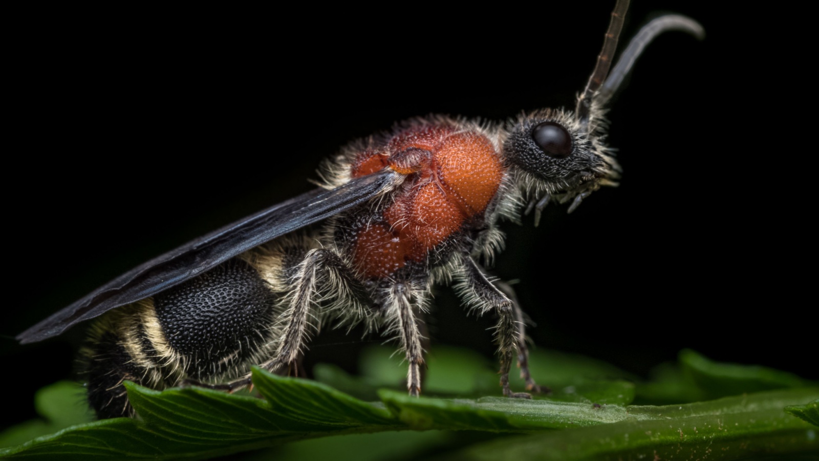 male velvet ant 