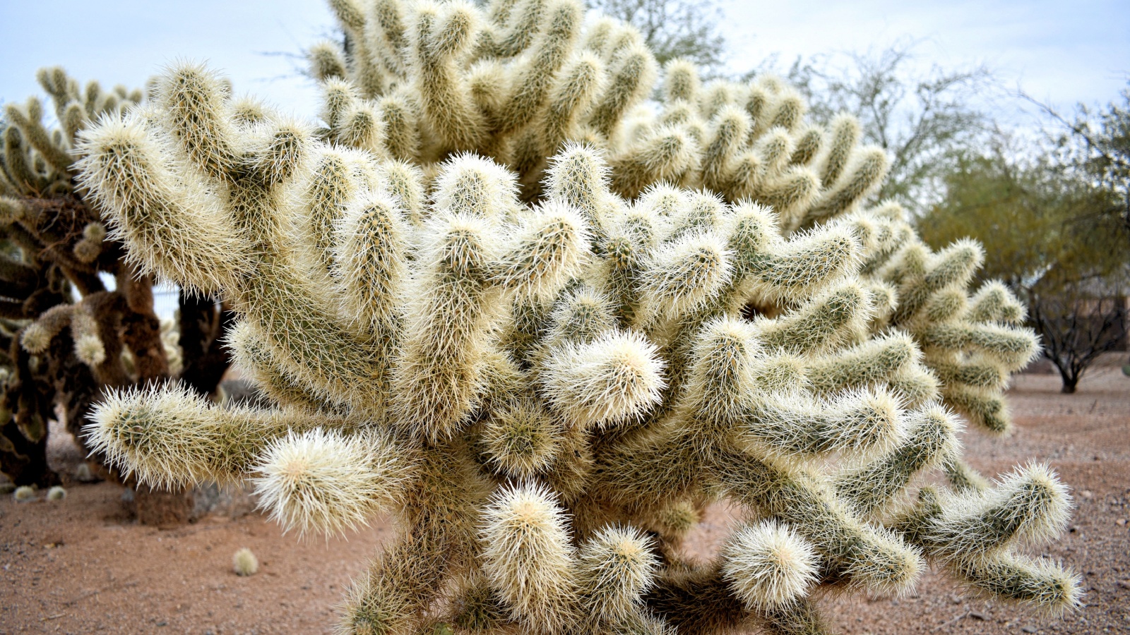 Jumping cholla cactus in desert garden