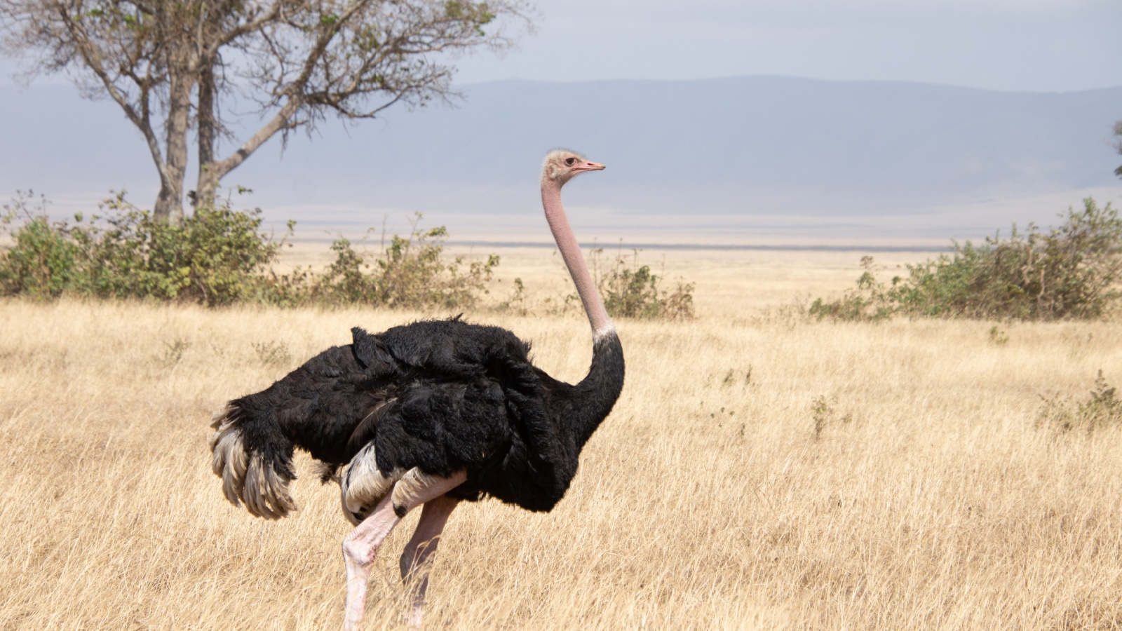 Ostrich