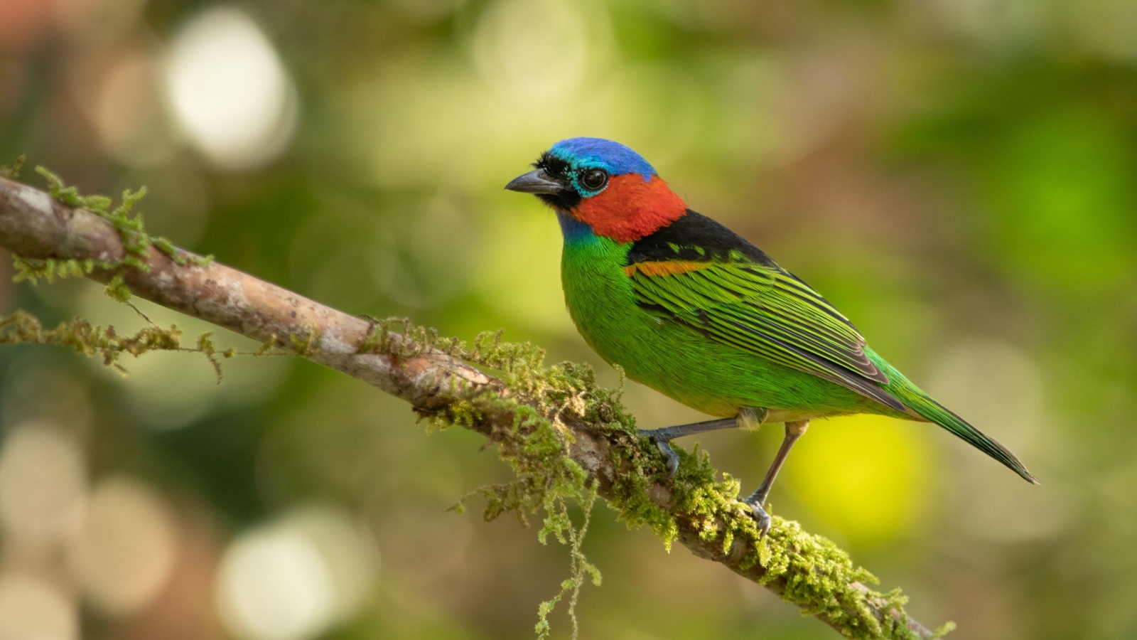 Red-Necked Tanager