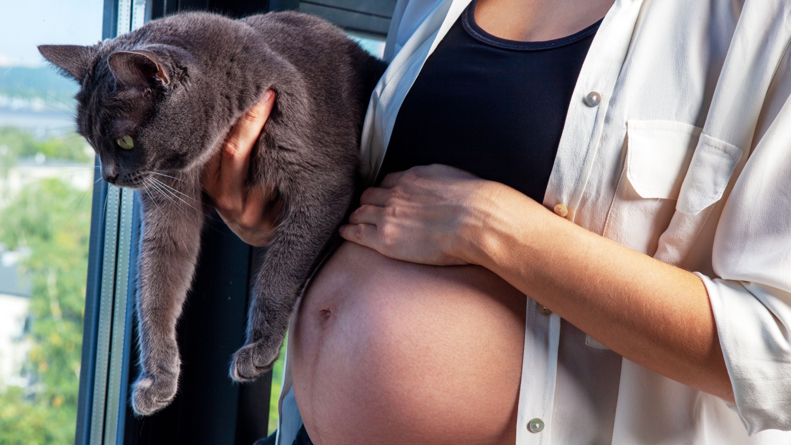 Pregnant woman in white shirt and black bra holding Russian blue breed cat. Threat of toxoplasmosis during pregnancy.