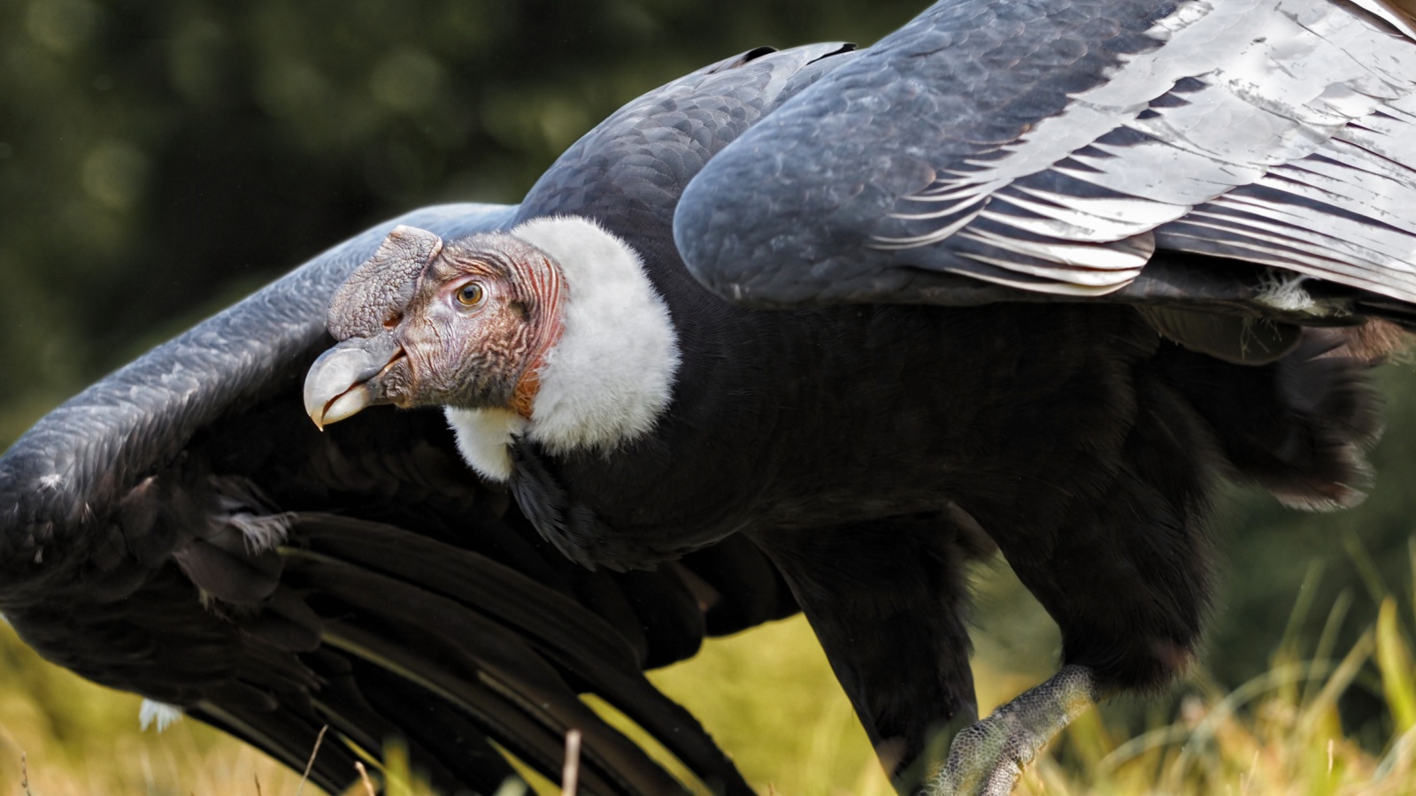 Andean Condor