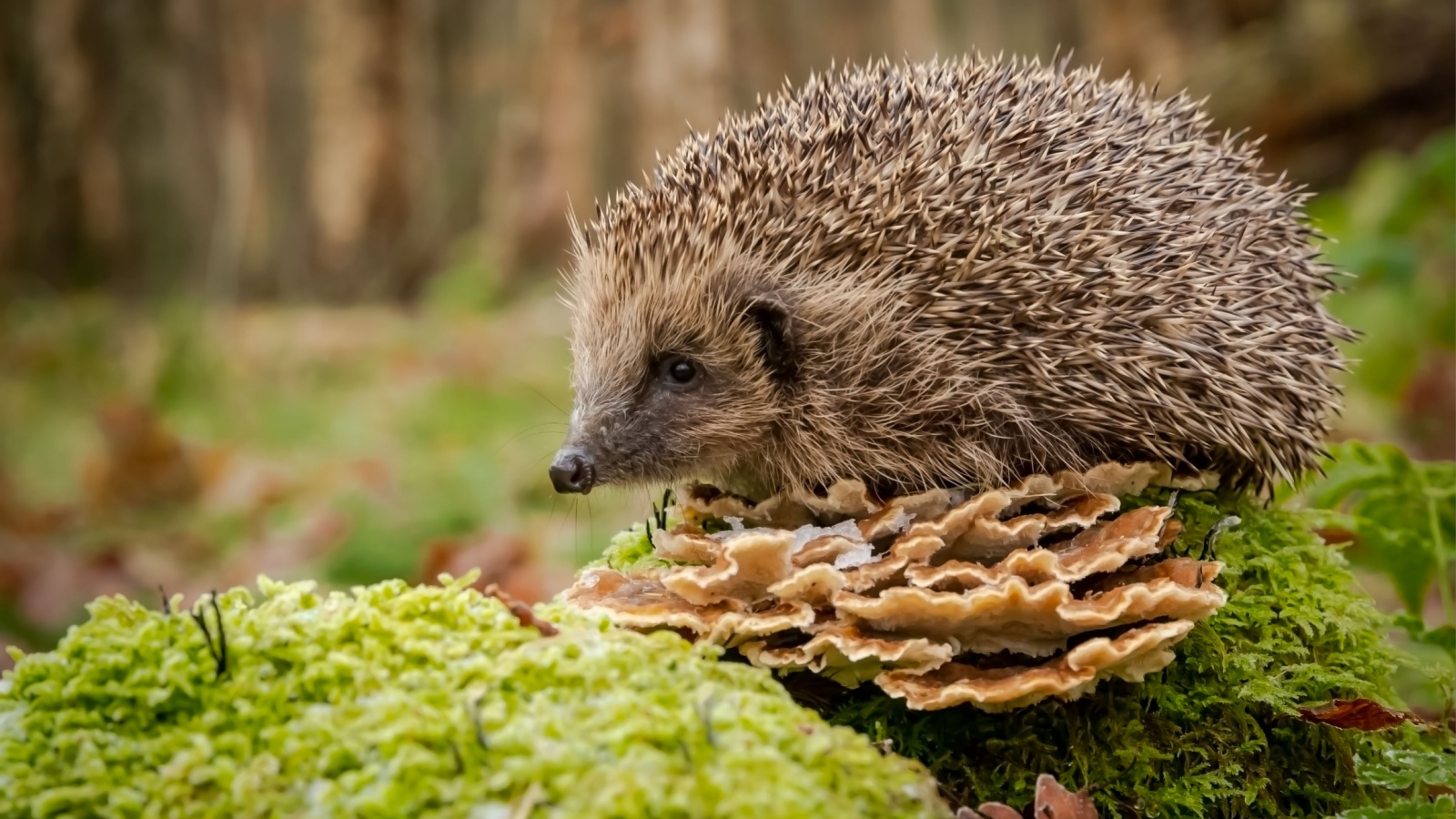 Hedgehog