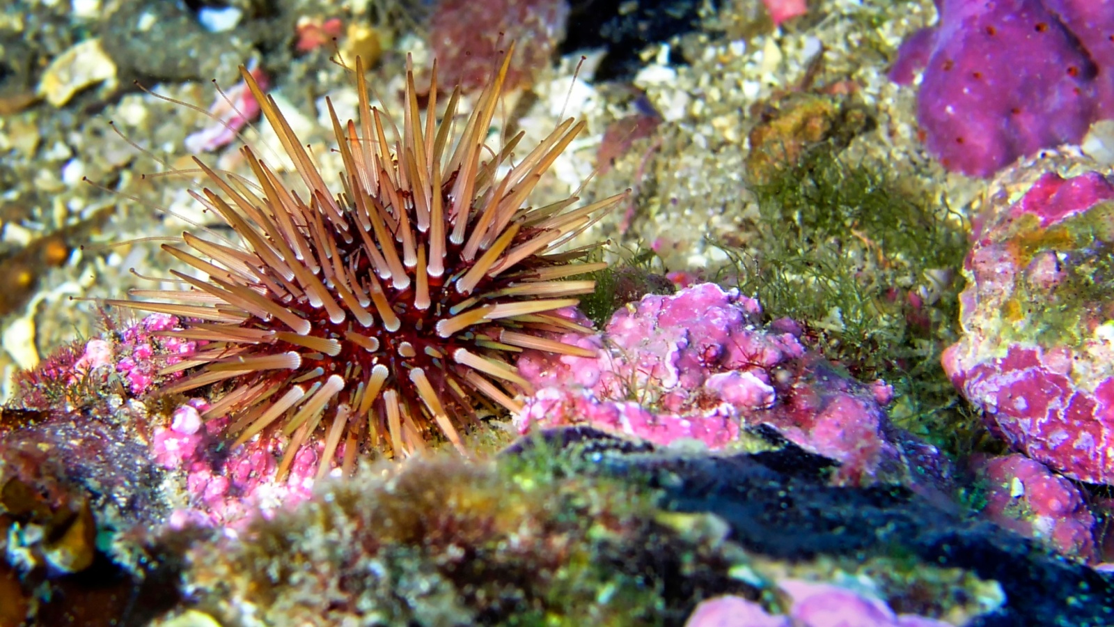 Sea Urchin Paracentrotus lividus