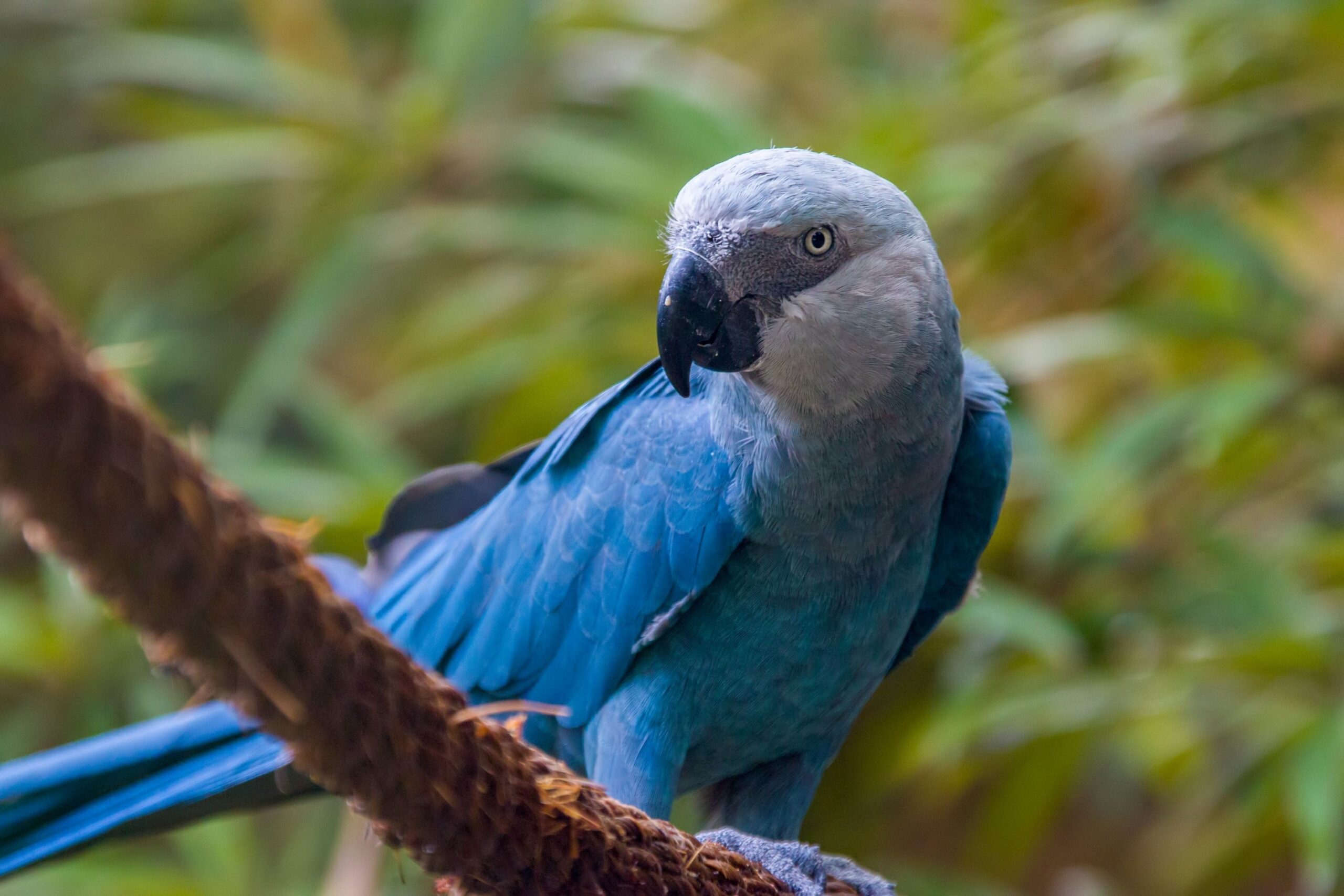 Spix's macaw 