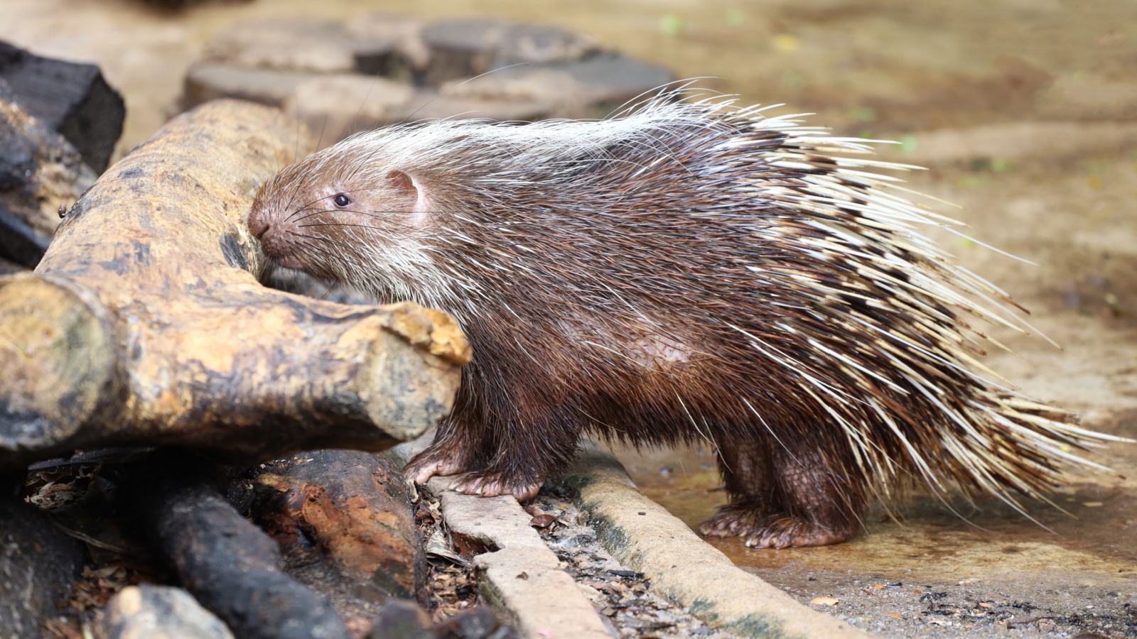 Porcupine