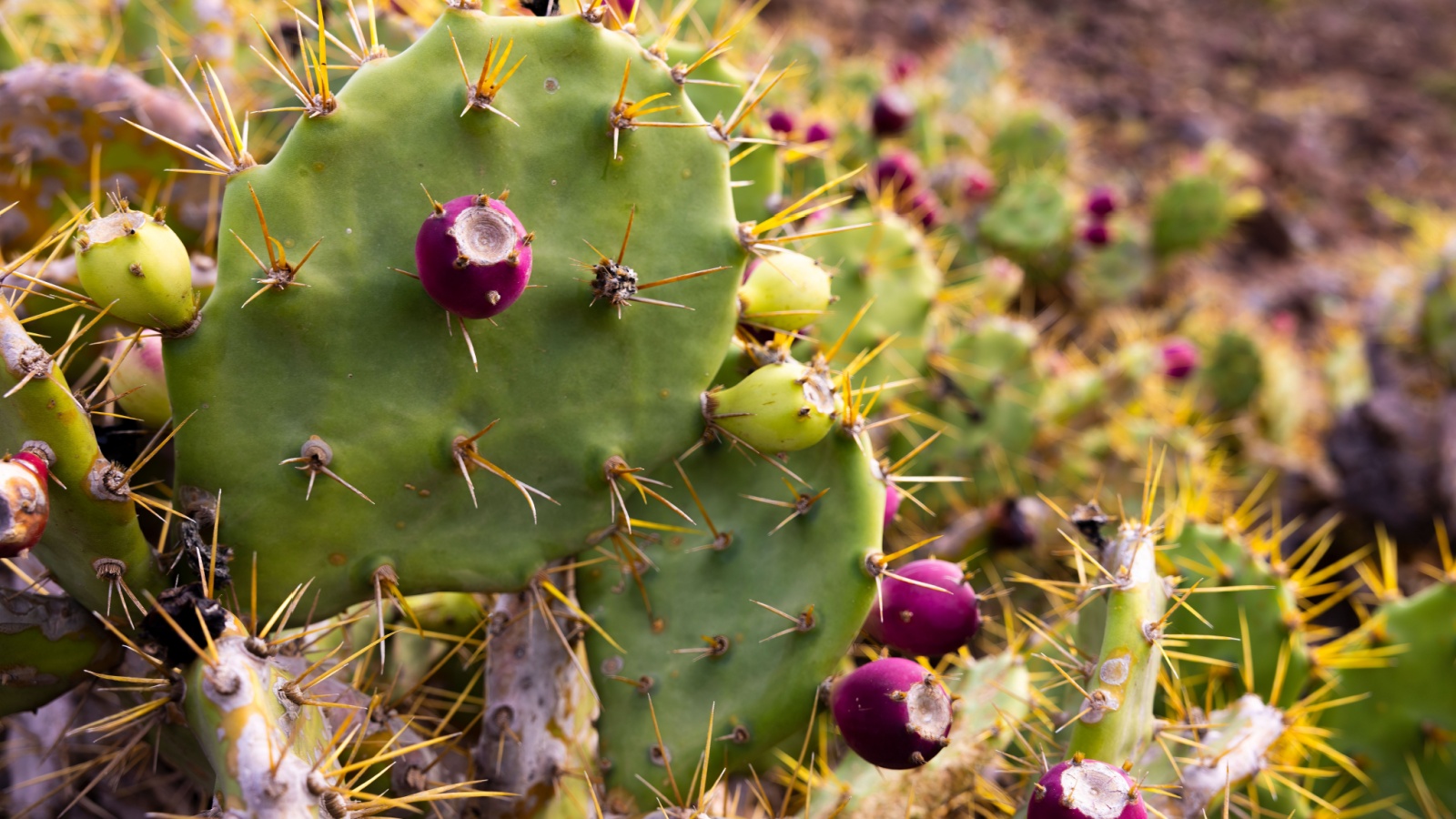 Erect prickly pear cactus pink flower on the hill 