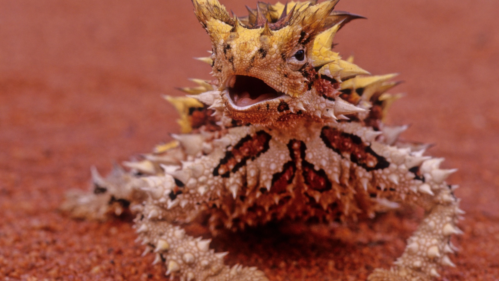 The thorny devil (Moloch horridus), also known commonly as the mountain devil, thorny lizard, thorny dragon, and moloch, is a species of lizard in the family