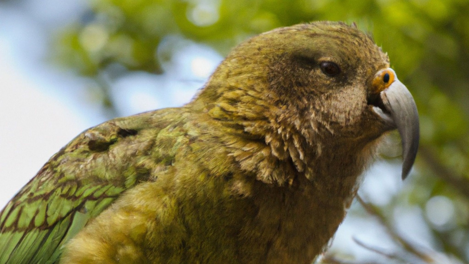 kakapo