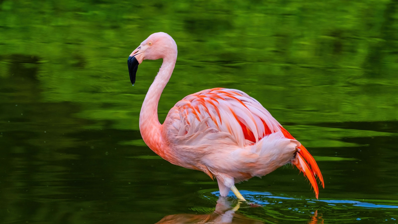 Flamingo