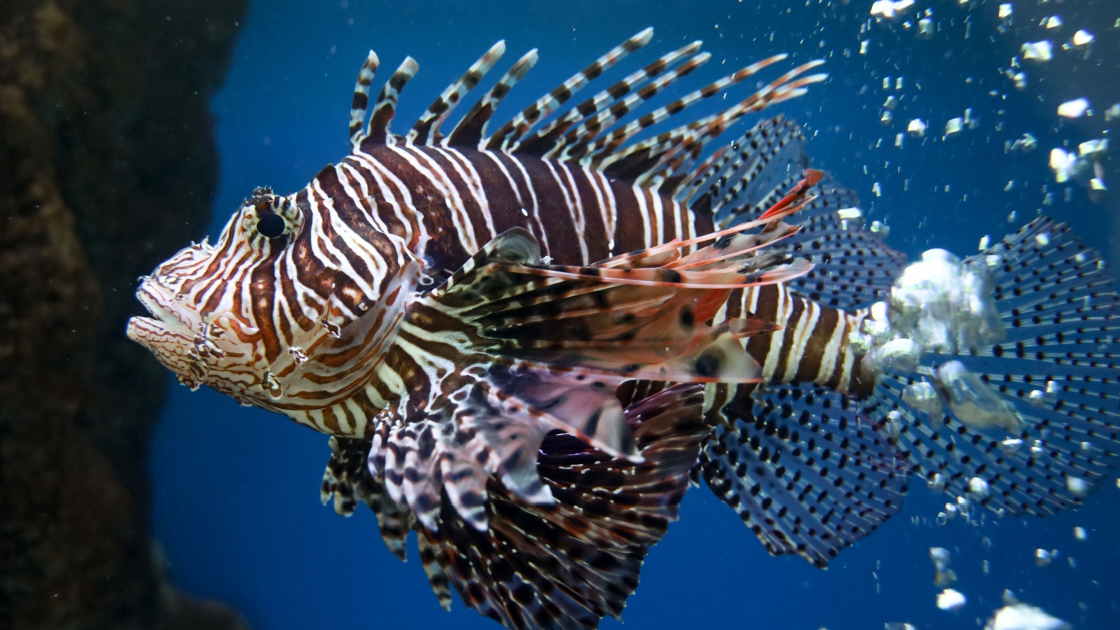 Lionfish