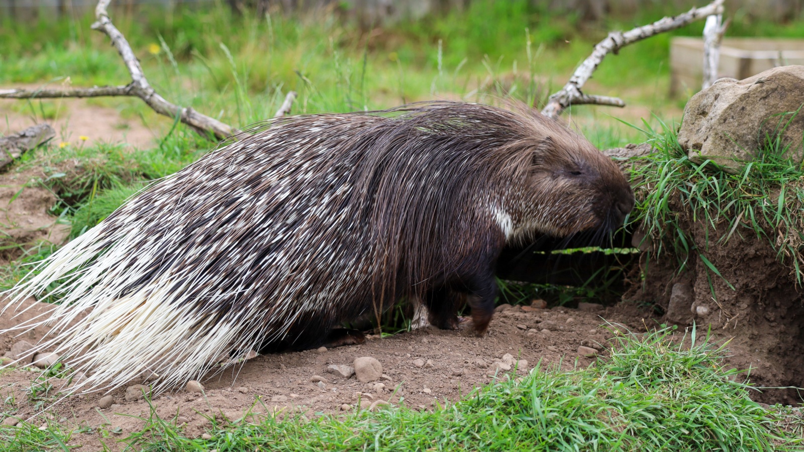 African Crested Porcupine