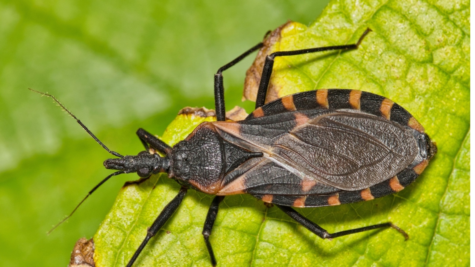 Chagas disease is caused by the parasite Trypanosoma cruzi and is transmitted through the bite of infected triatomine bugs. 