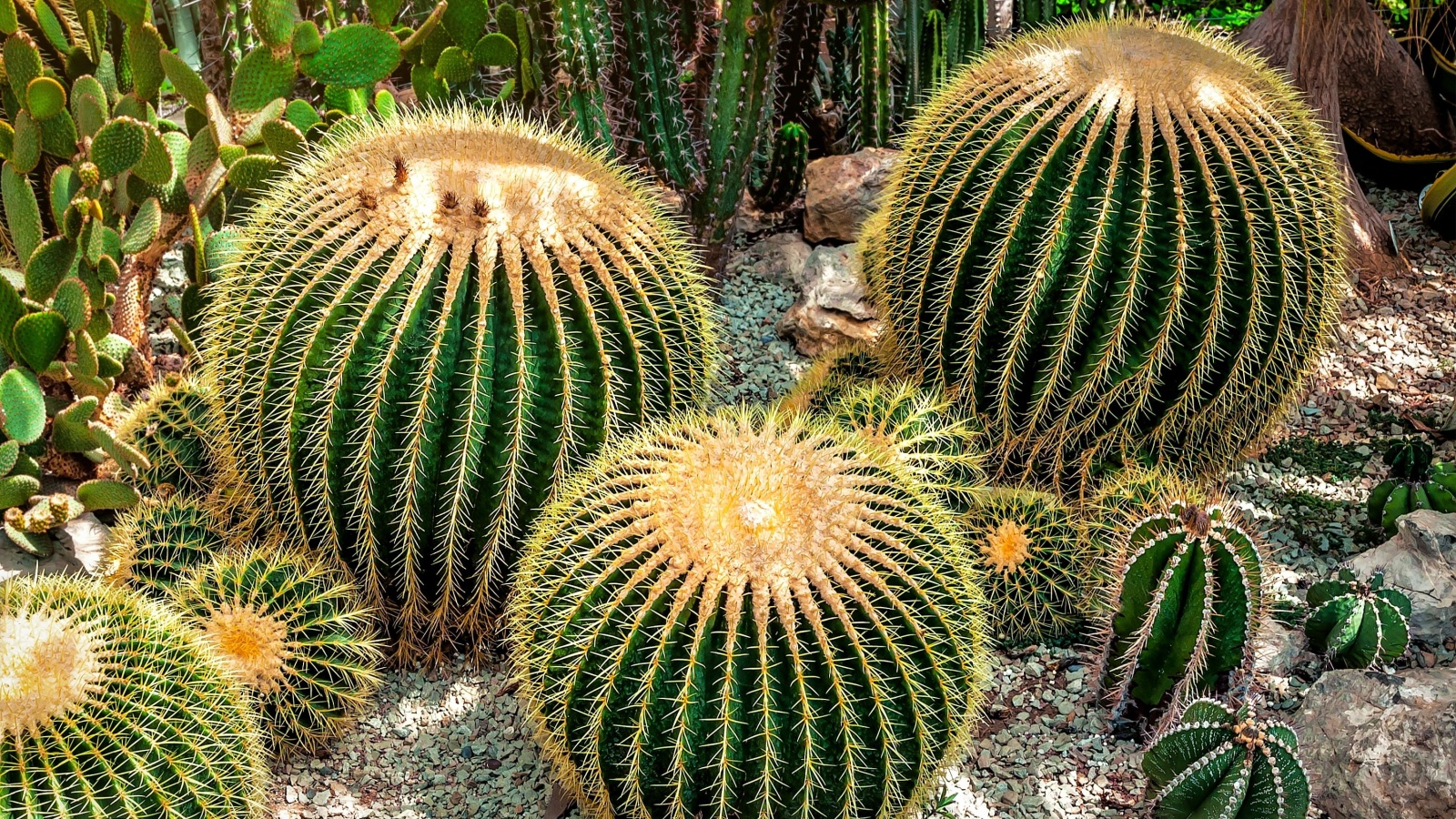 Barrel Cactus