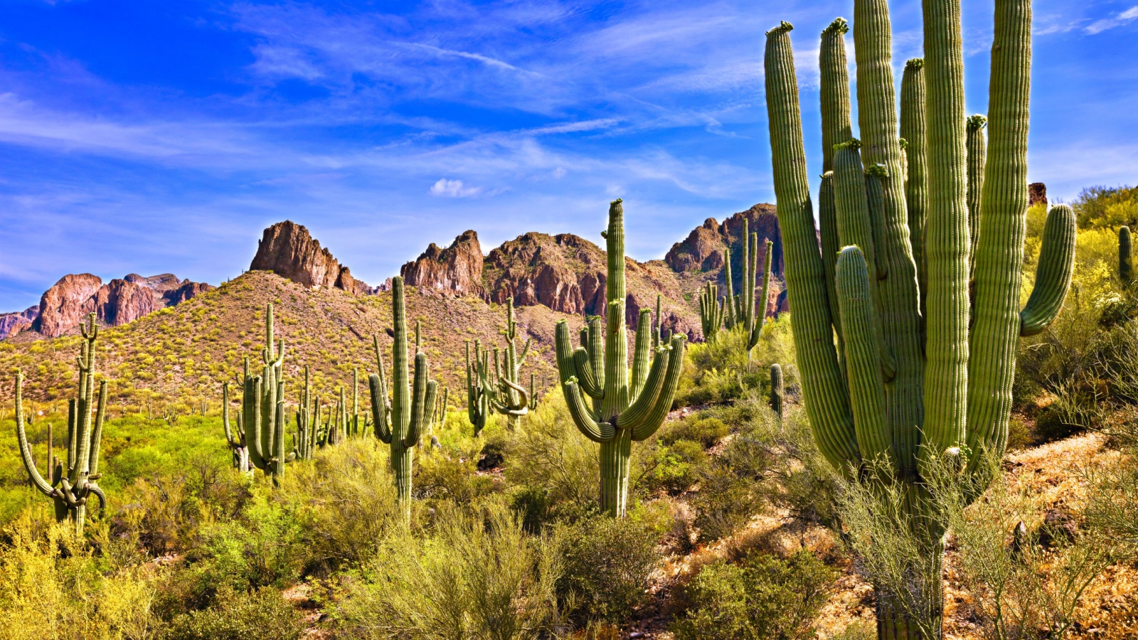 Blooming Saguaros in Sonoran Desert