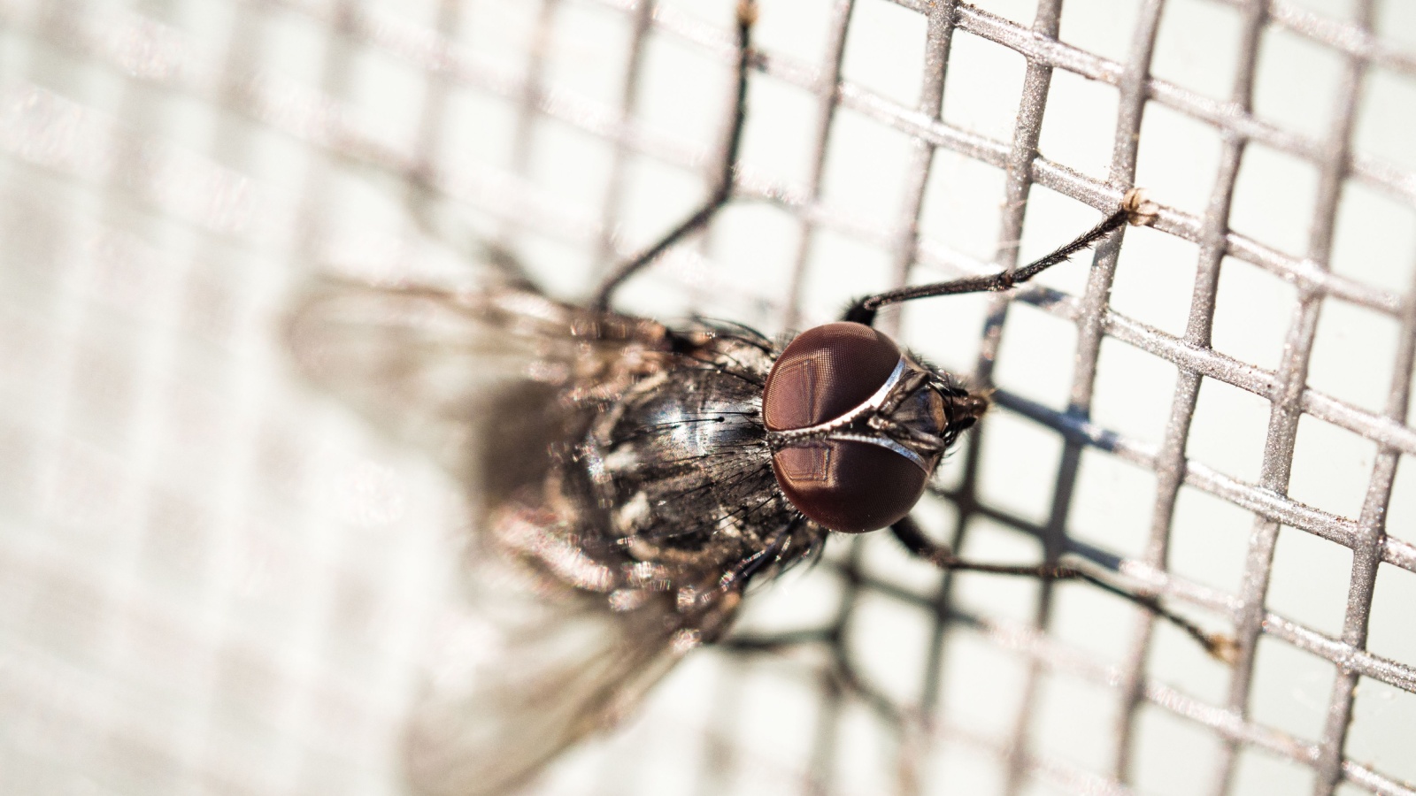 Onchocerciasis also known as river blindness, is a parasitic disease caused by the worm Onchocerca volvulus and is transmitted through the bite of infected black flies. 