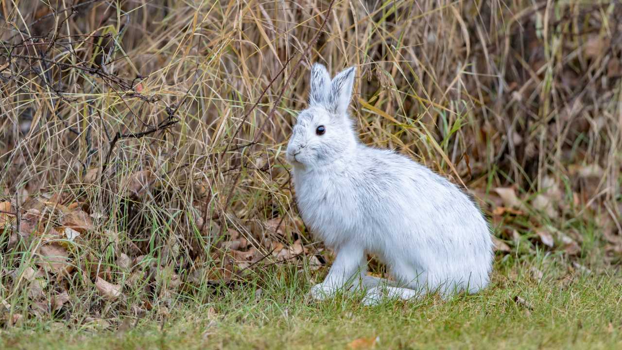 Snowshoe hare