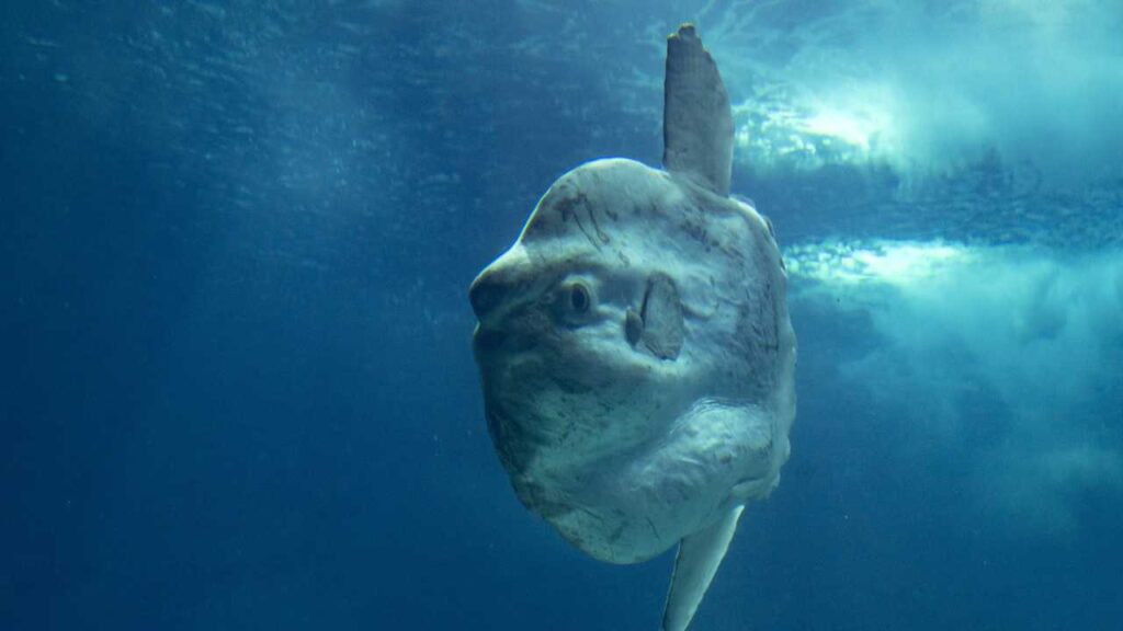 Sunfish mola mola underwater⁠