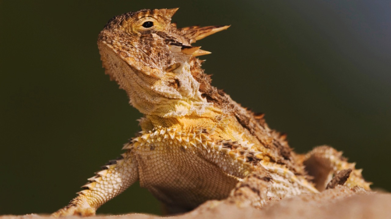 Texas Horned Lizard