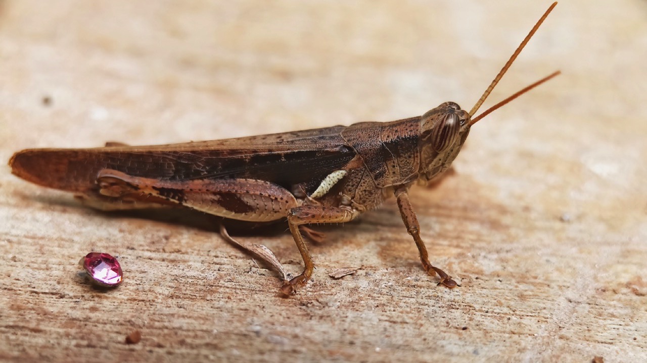 Zayante band-winged grasshopper