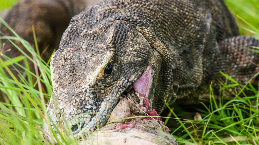 15 Fiercely Fascinating Facts About The Komodo Dragon - Outlandish Owl