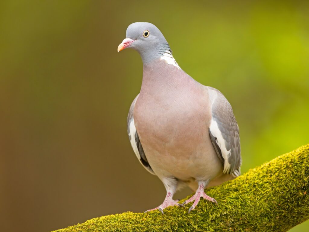 pigeonI