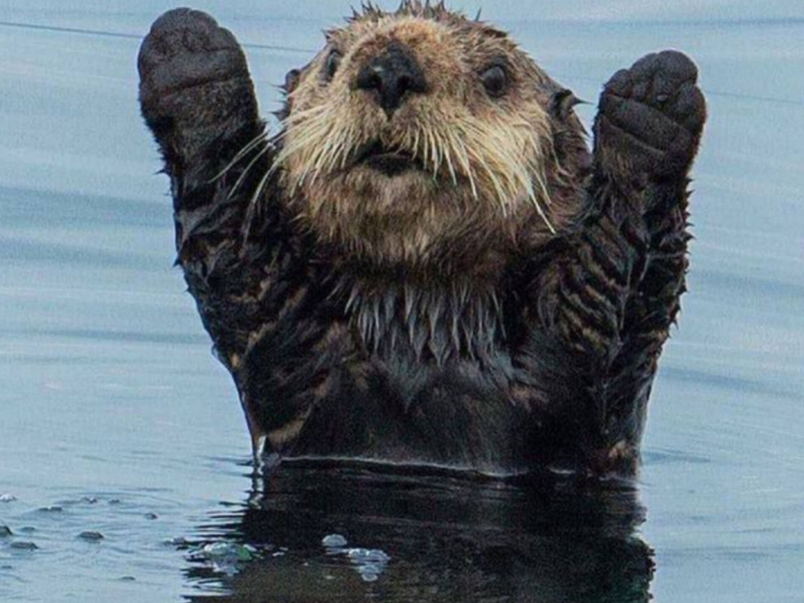 sea otter