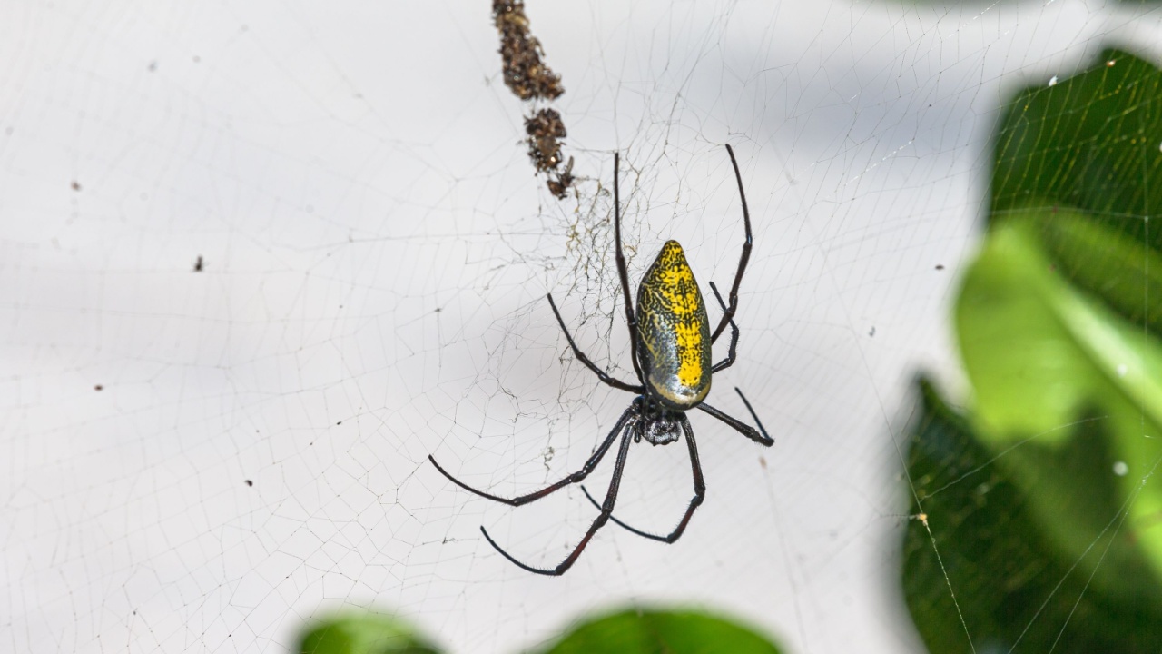 Golden Silk Orb-Weaver