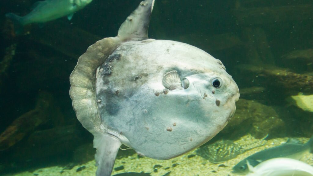 The giant sunfish has one of the most unique body shapes in the ocean. Its body is exceptionally flat and round, resembling a large, vertical discus.