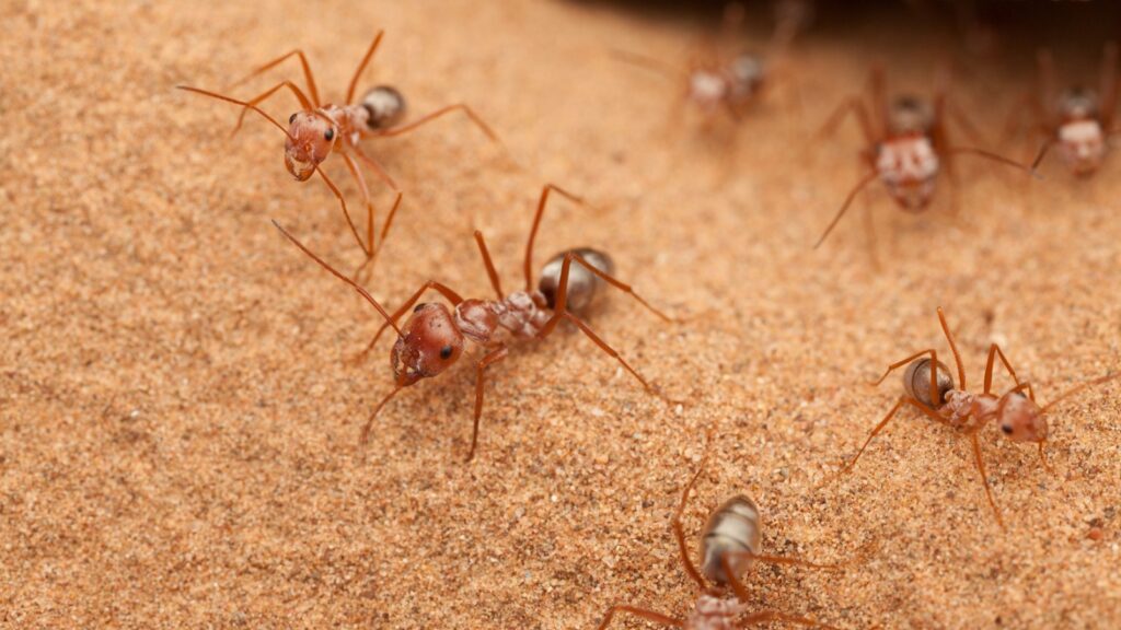 Saharan Silver Ant