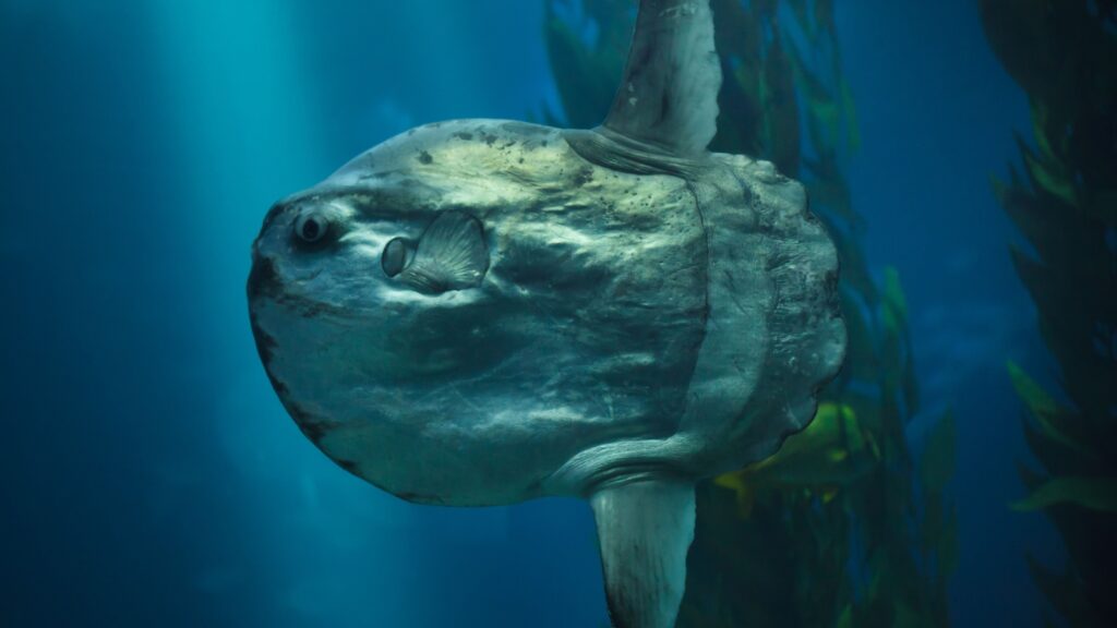 Mola Mola giant sunfish