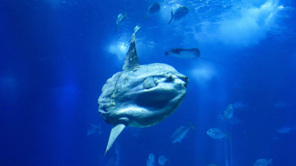 Mola Mola giant sunfish