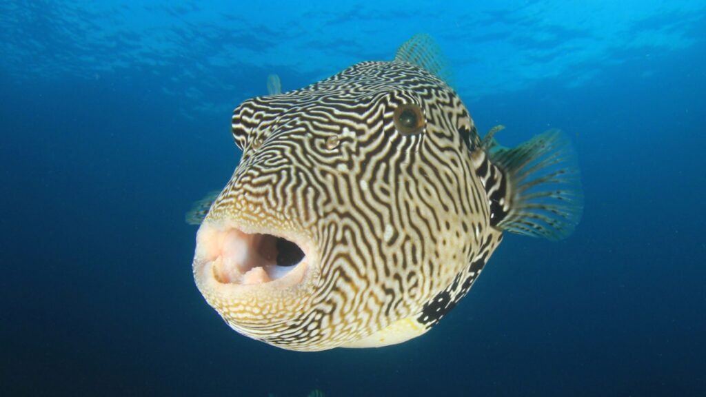 Pufferfish