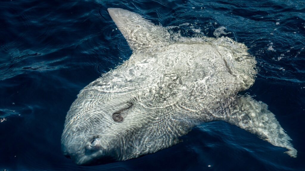 Mola Mola giant sunfish