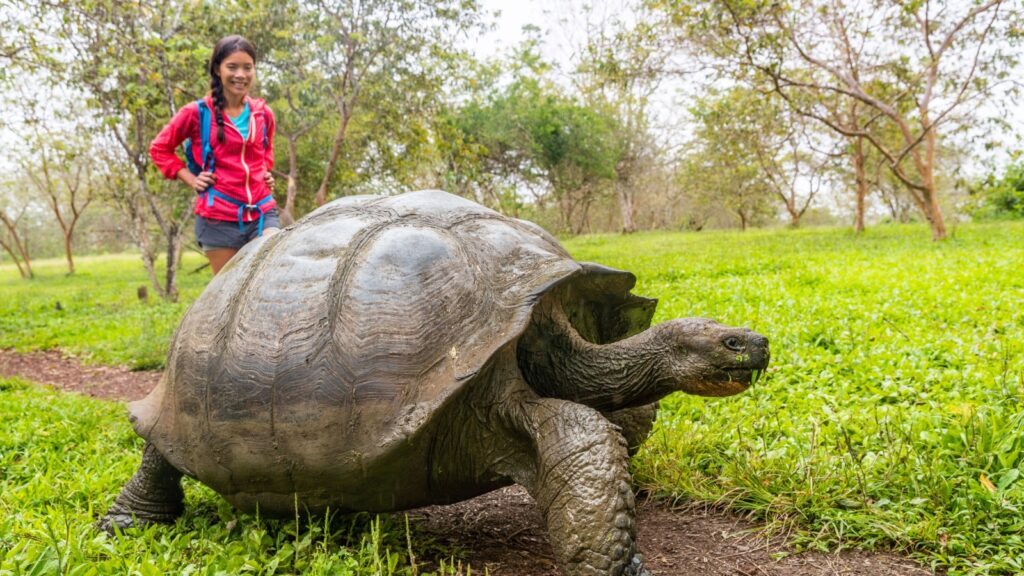 Galapagos Giant Tortoise