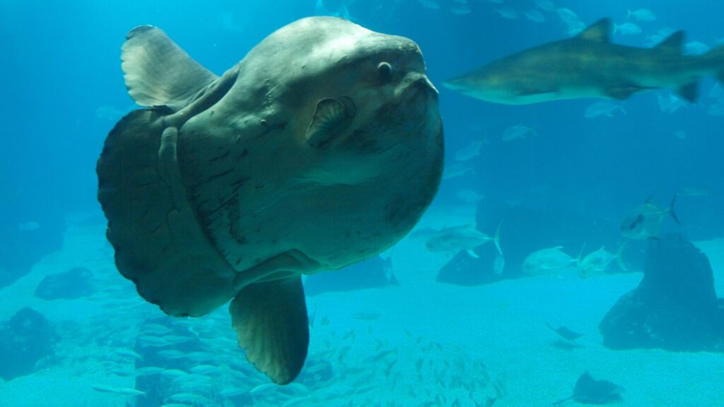 Mola Mola, the Giant Sunfish