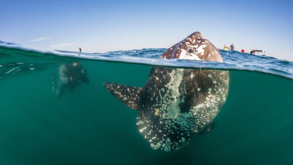 Mola Mola out of the water