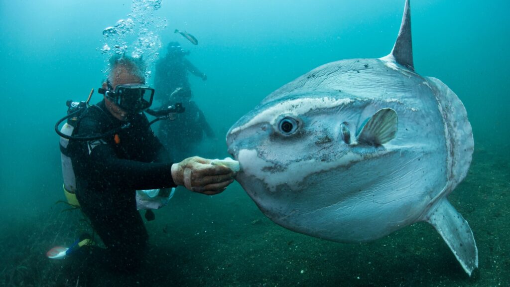 Diver helping Mola Mola giant sunfish