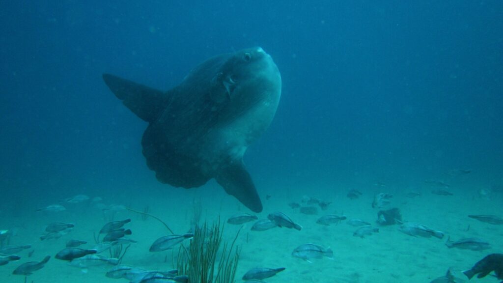 Mola Mola giant sunfish