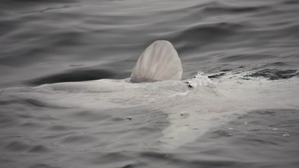 Mola Mola Giant Sunfish